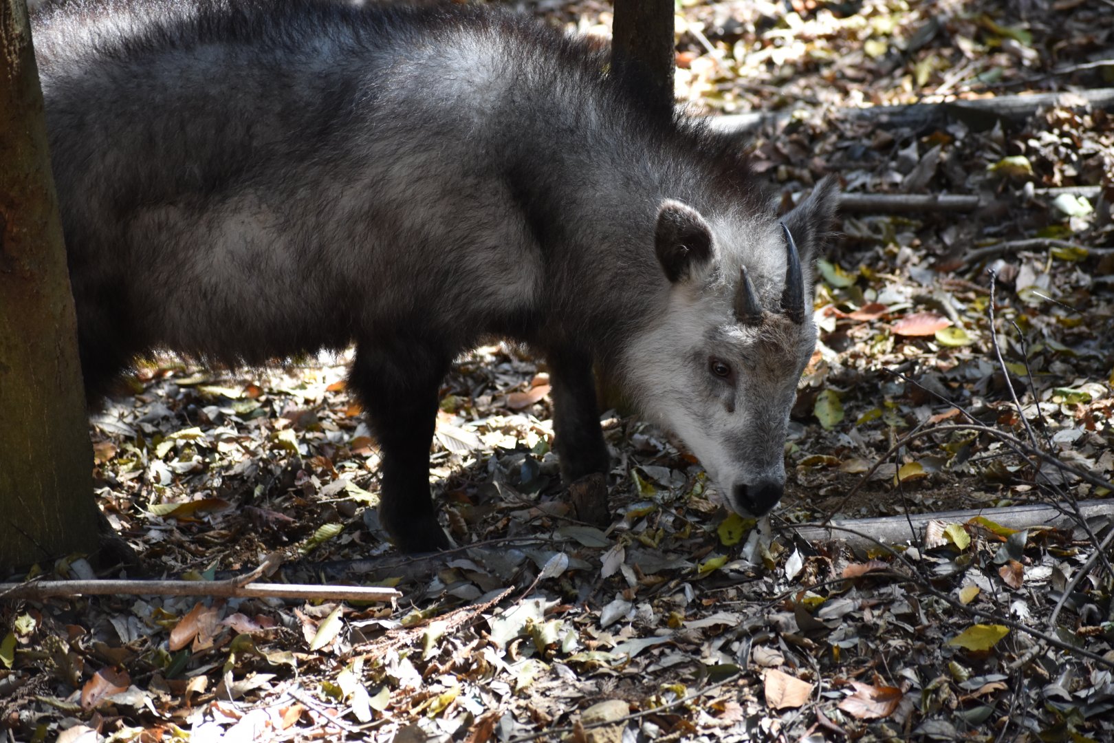 Japanese Serow ~ Saitama Children's Zoo