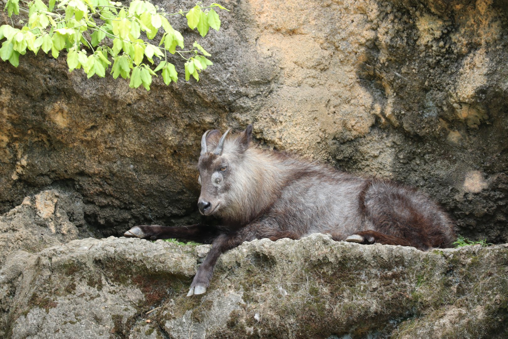Japanese Serow (Shikoku population)