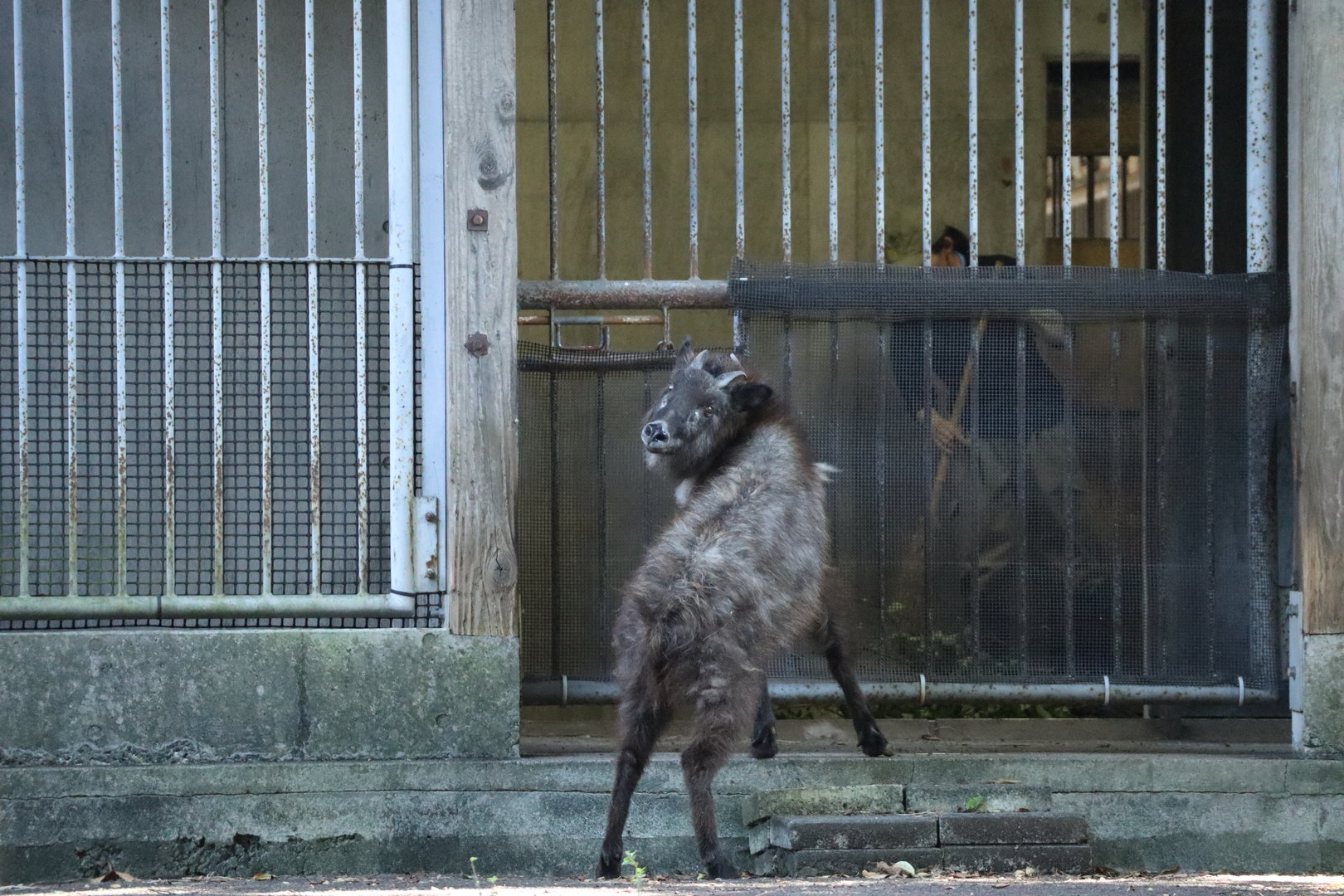 Japanese Serow (Shikoku population)