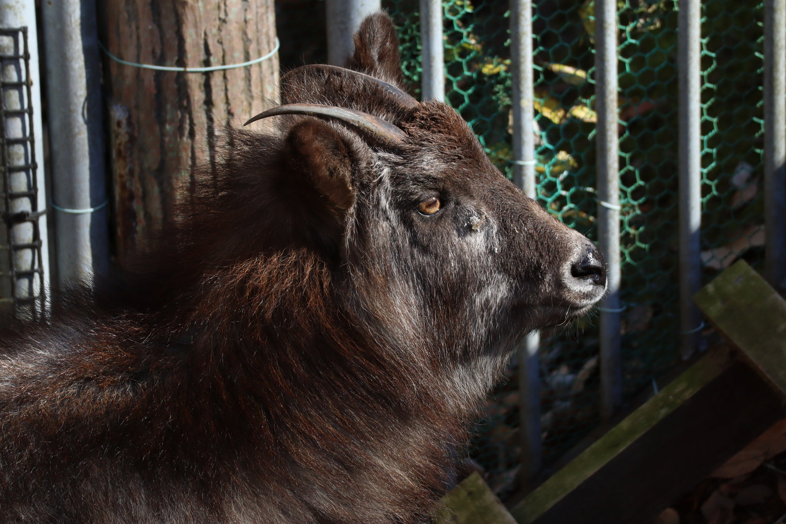 Japanese Serow (Shikoku population)