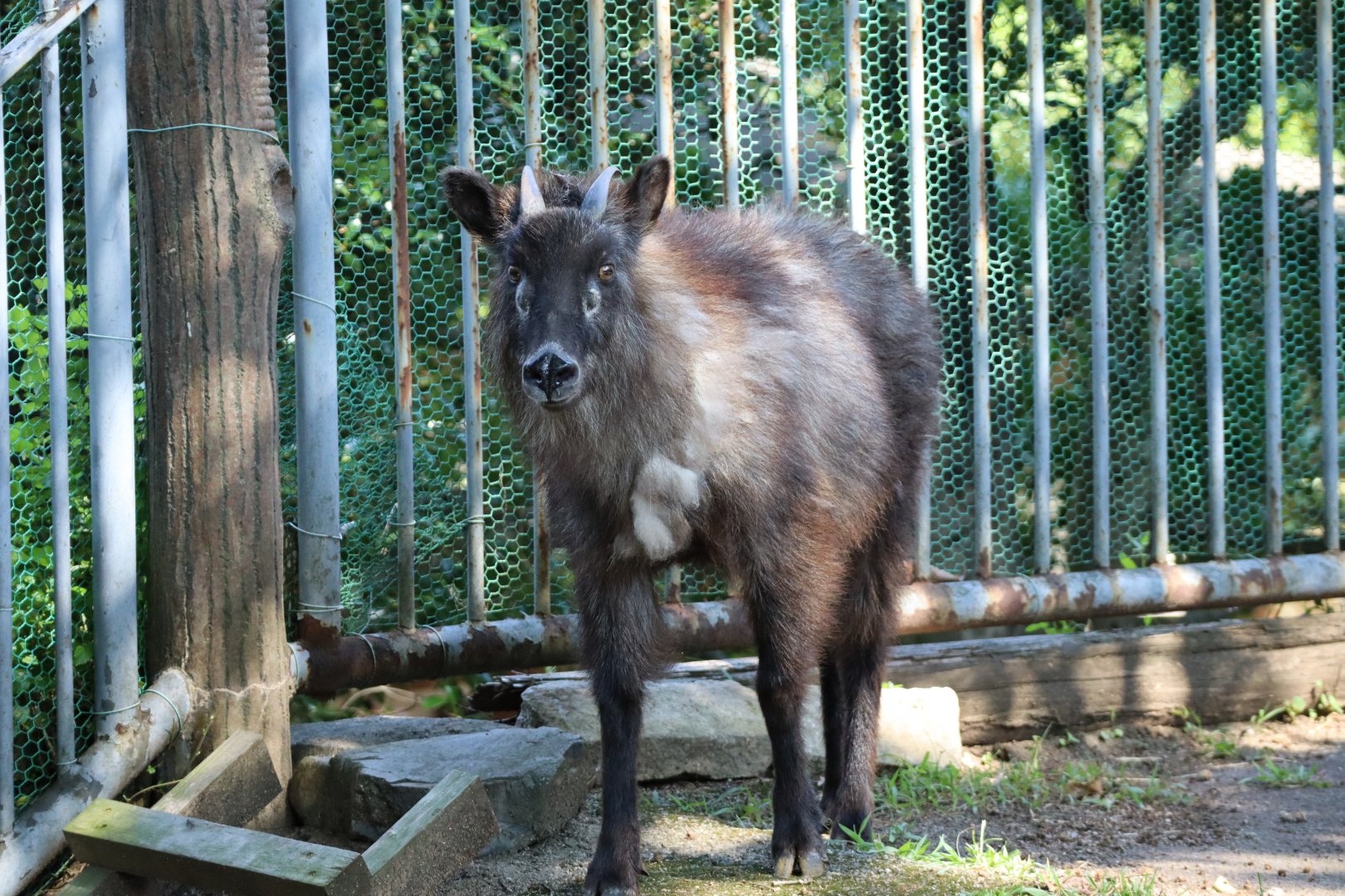 Japanese Serow (Shikoku Subpopulation)