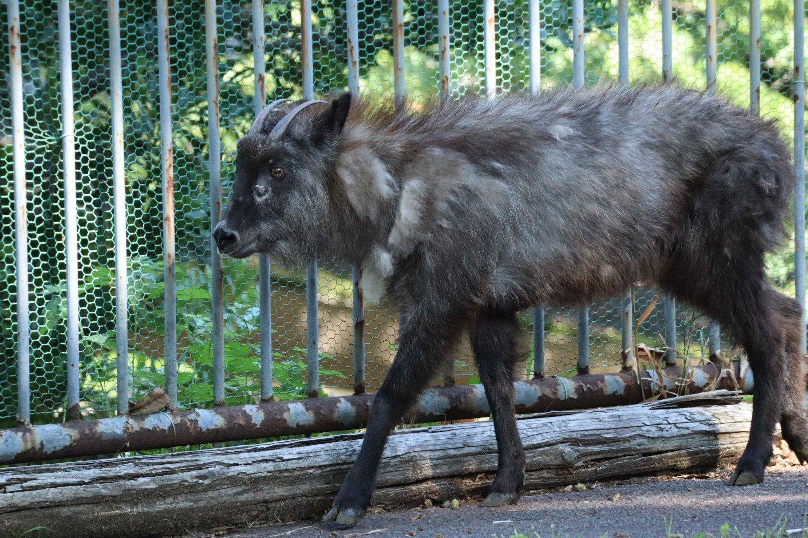 Japanese Serow (Shikoku Subpopulation)