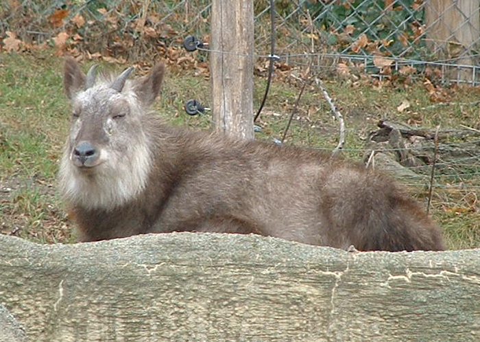 Japanese Serow - Vienna 2006