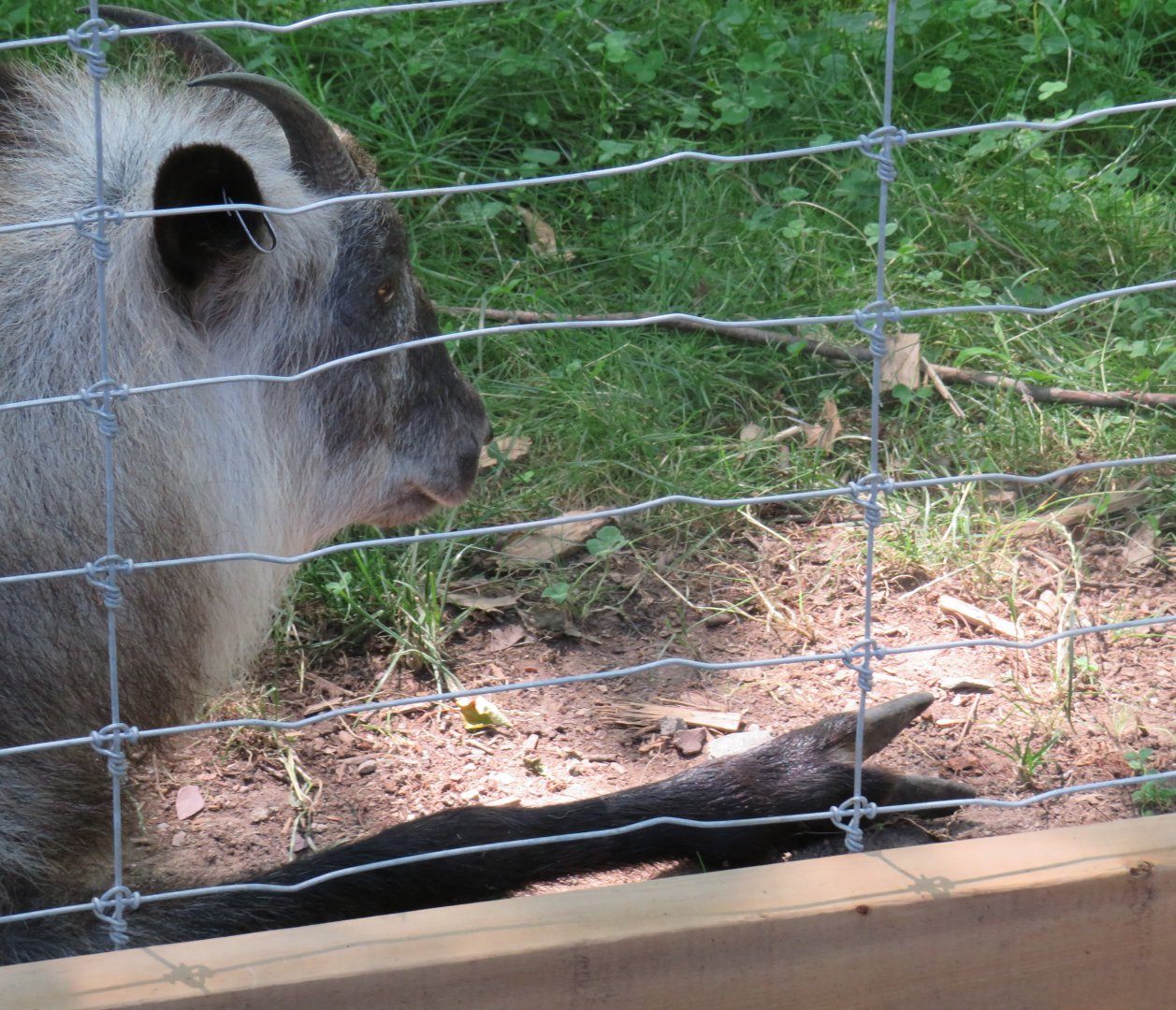 Japanese serow with closeup of hoof