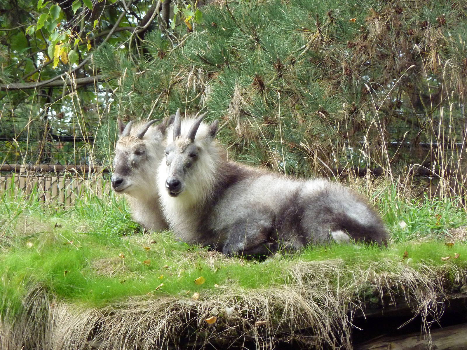 Japanese Serow