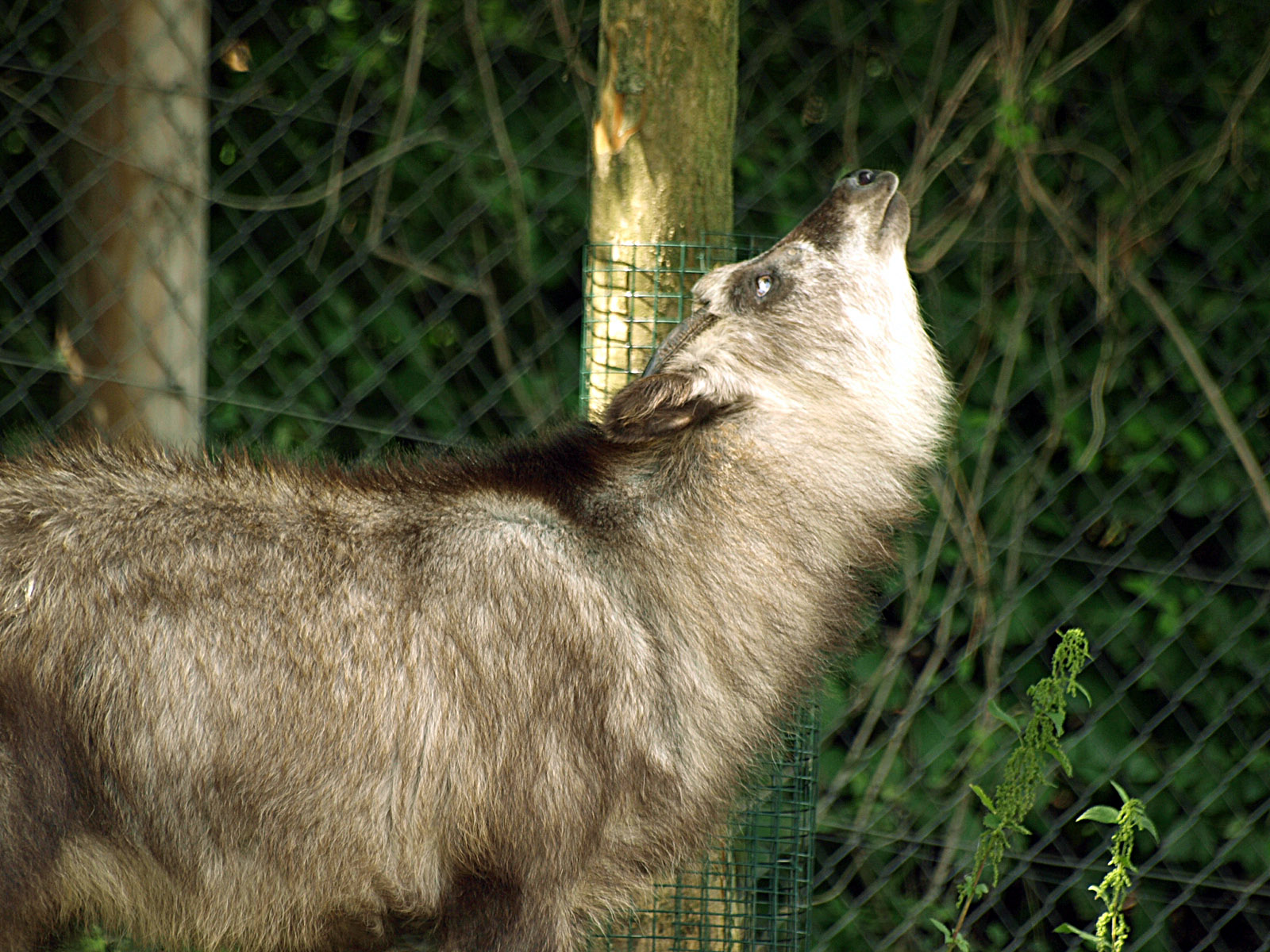 Japanese serow