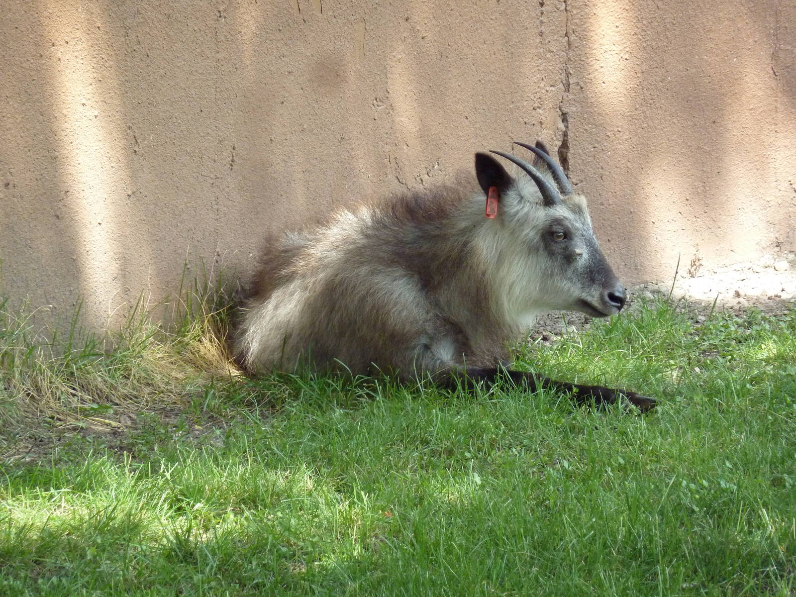 Japanese Serow