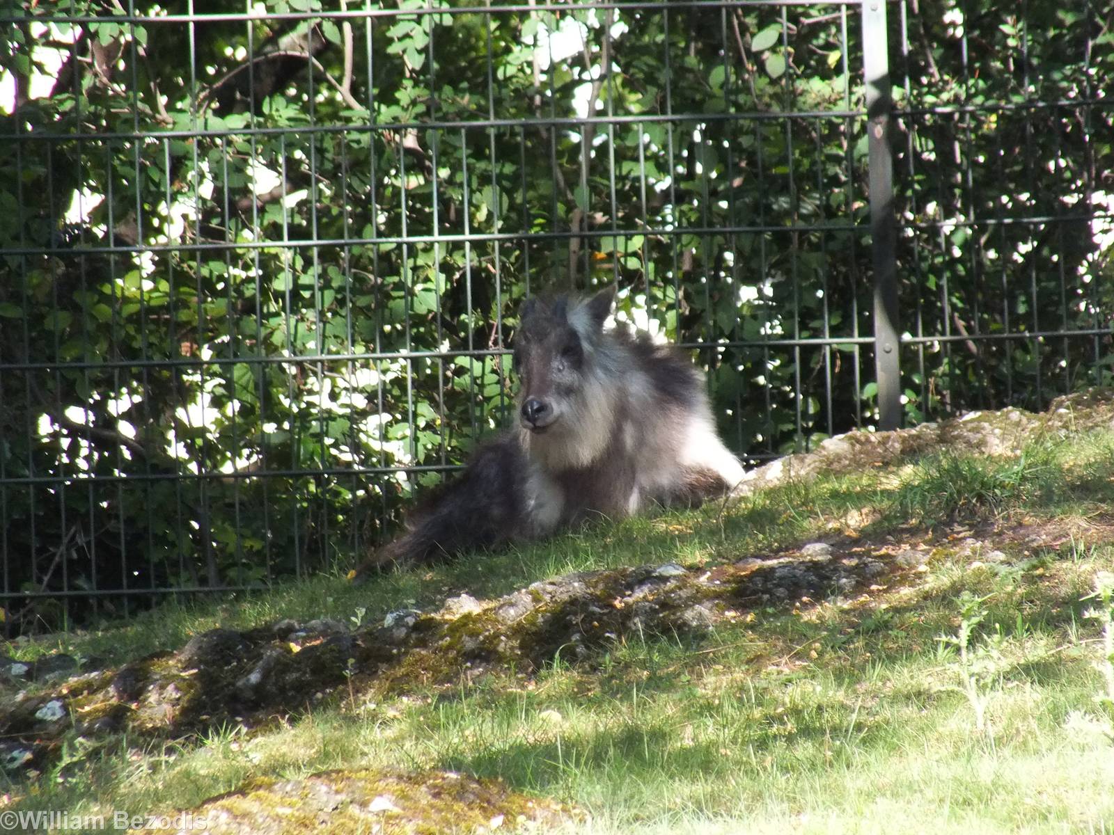 Japanese Serow