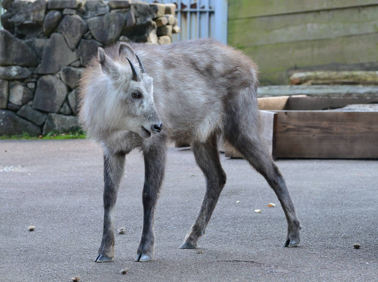 Japanese serow
