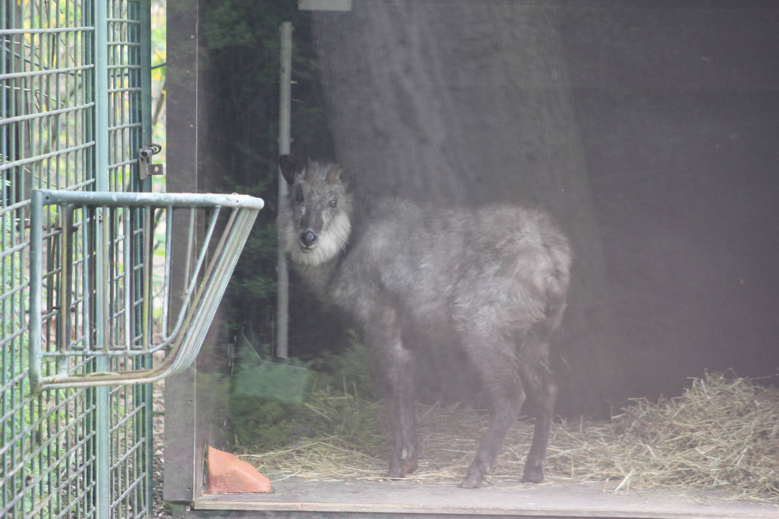 Japanese serow