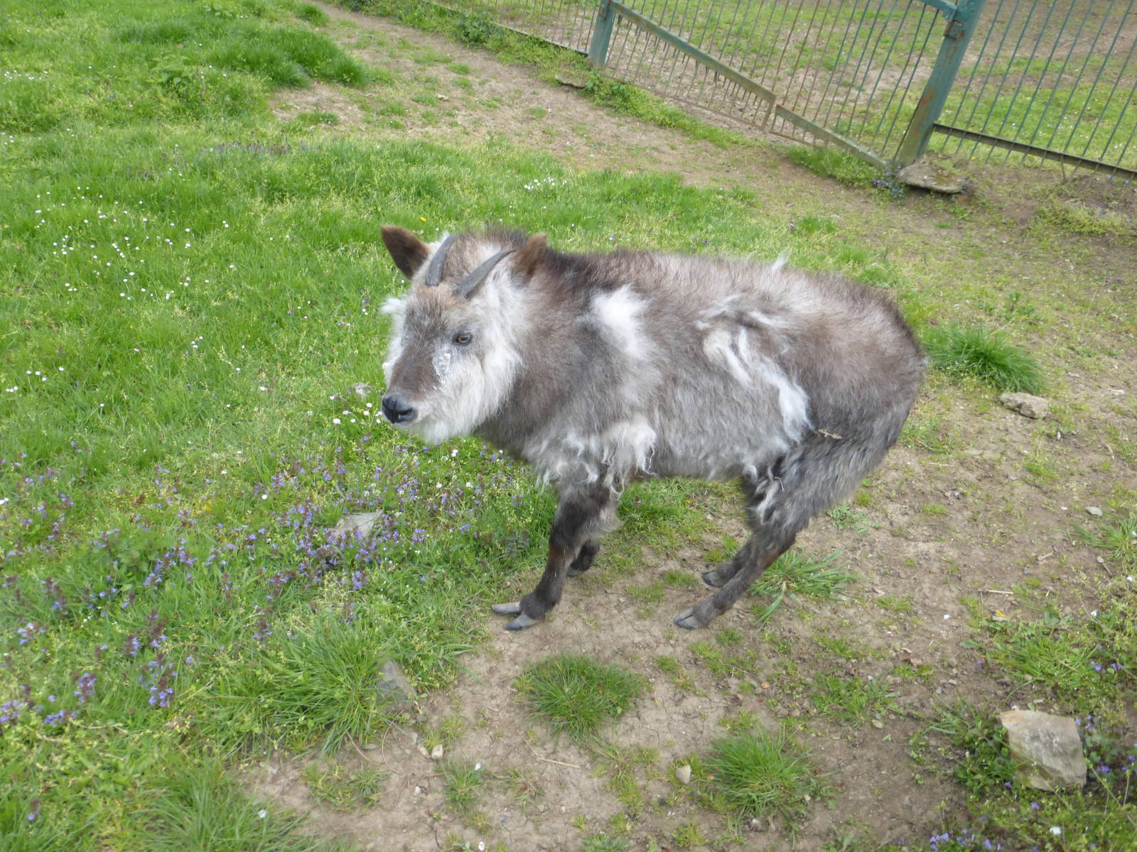 Japanese Serow