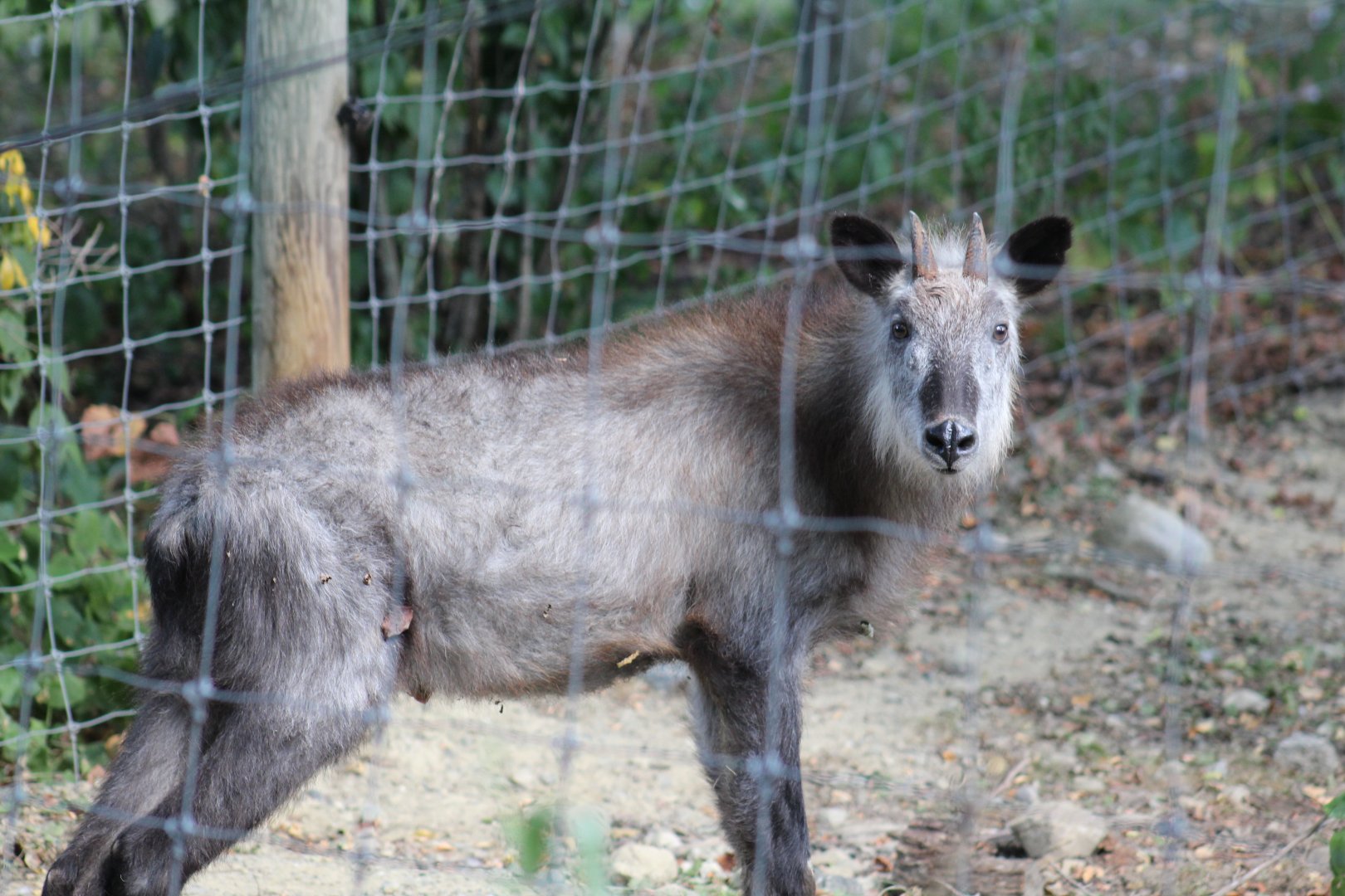 Japanese Serow