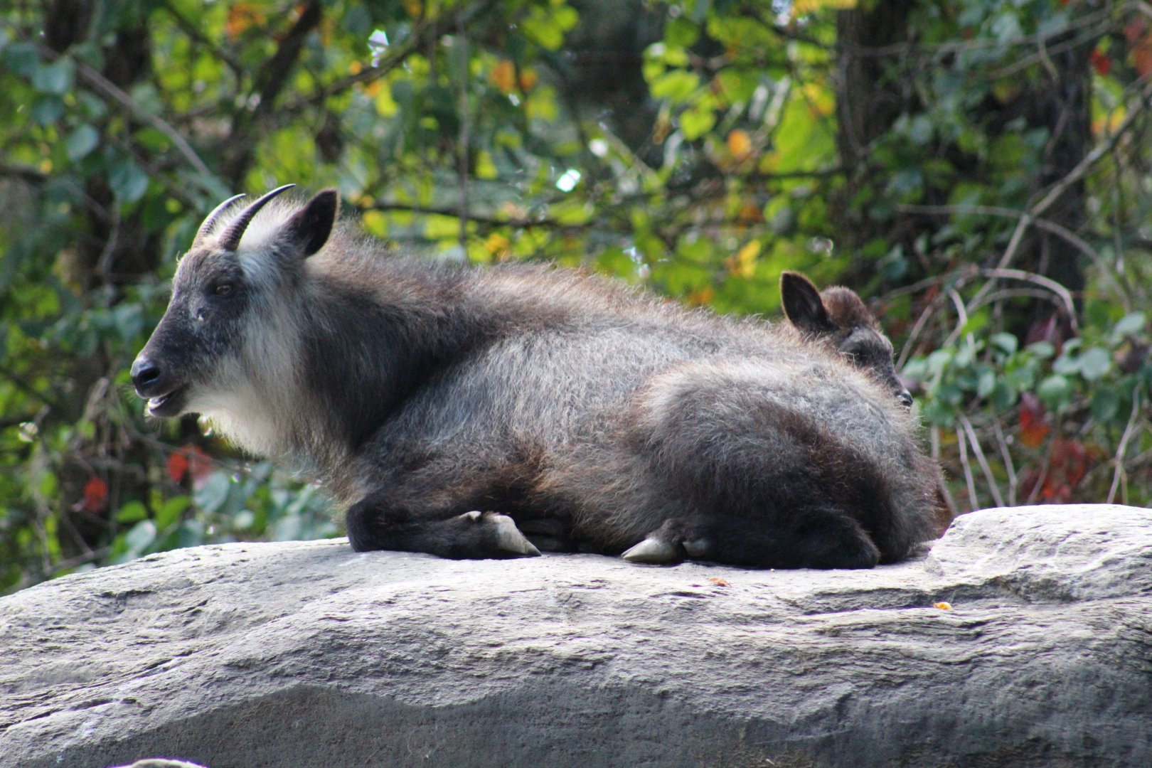 Japanese Serow