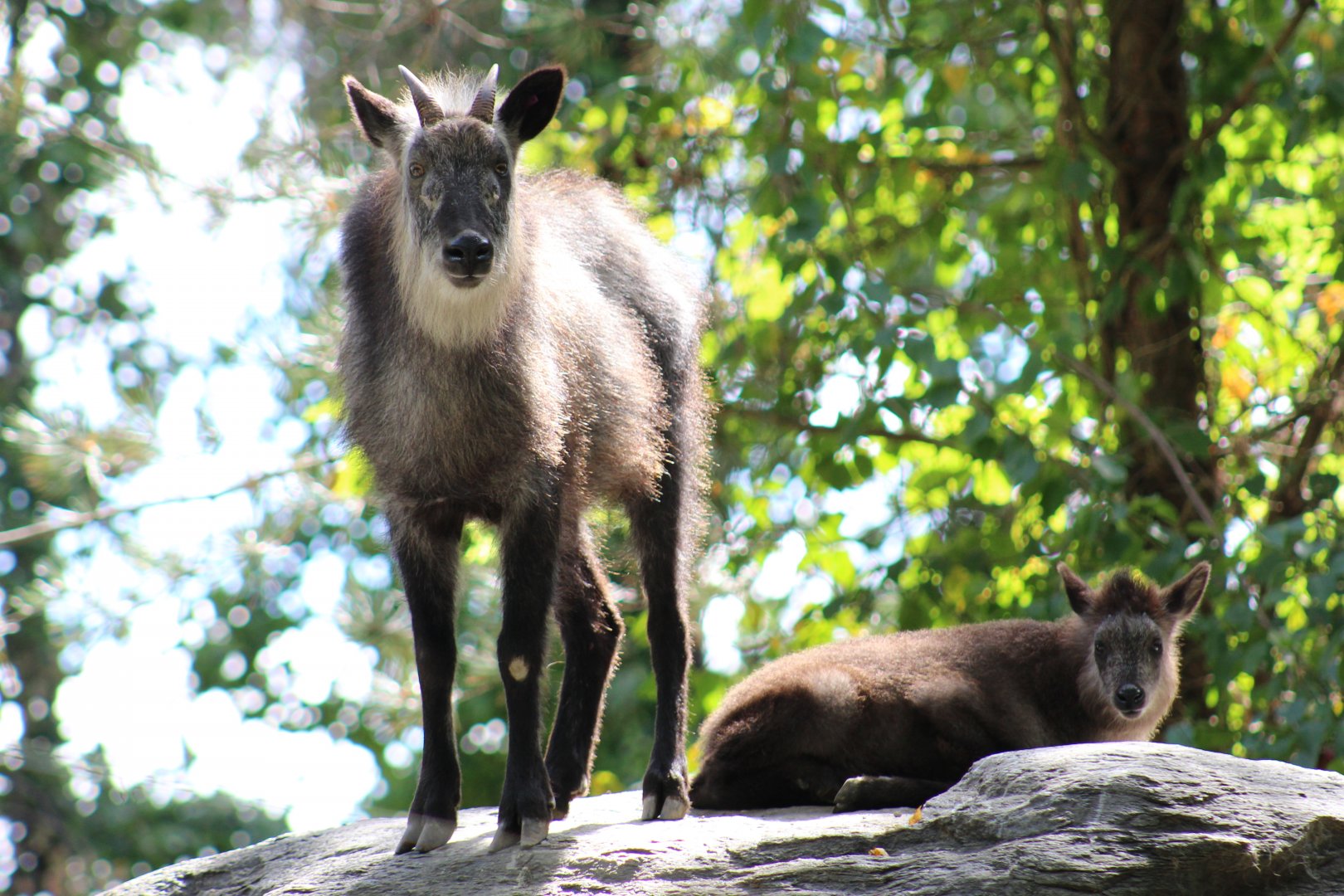 Japanese Serow