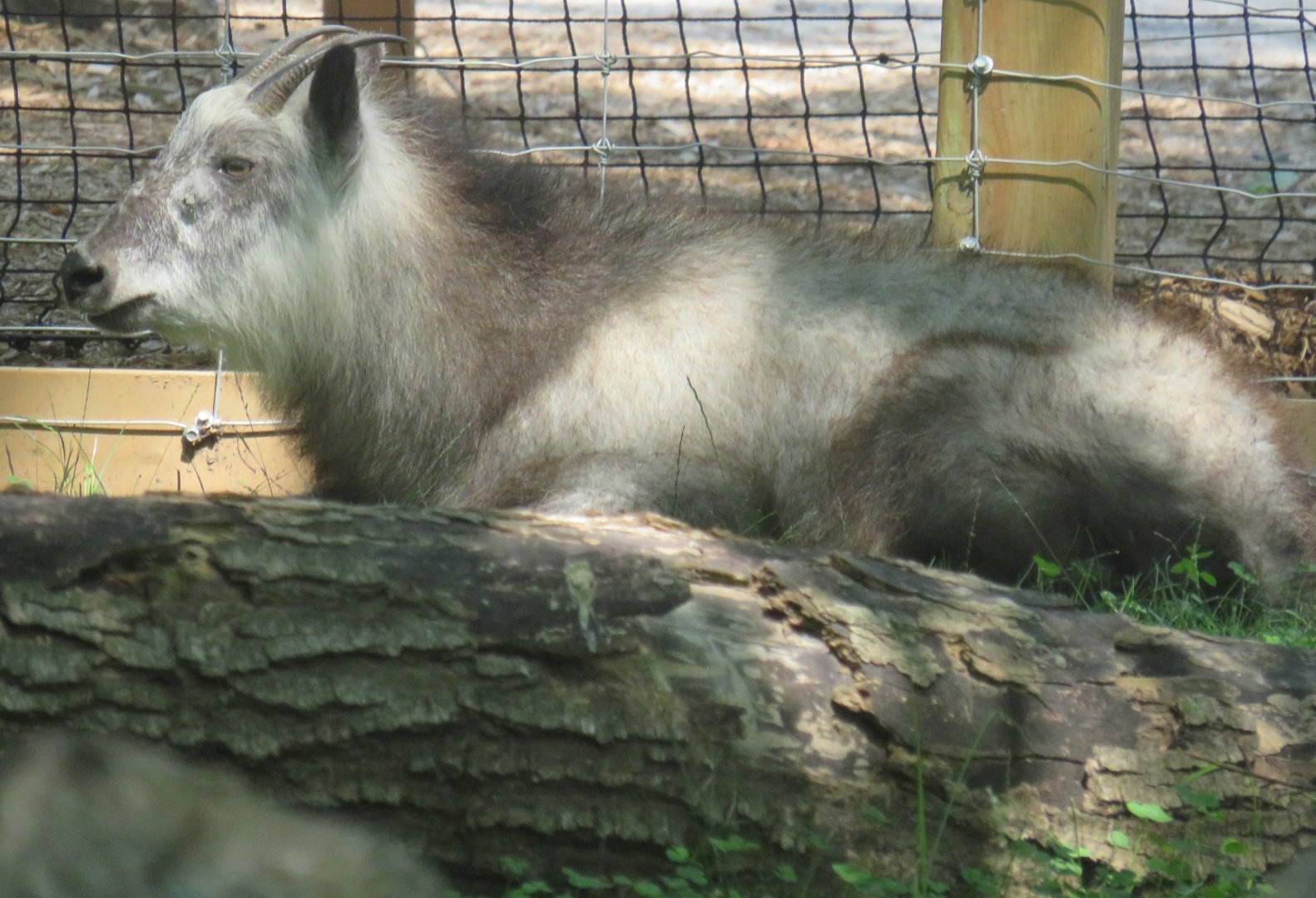 Japanese serow