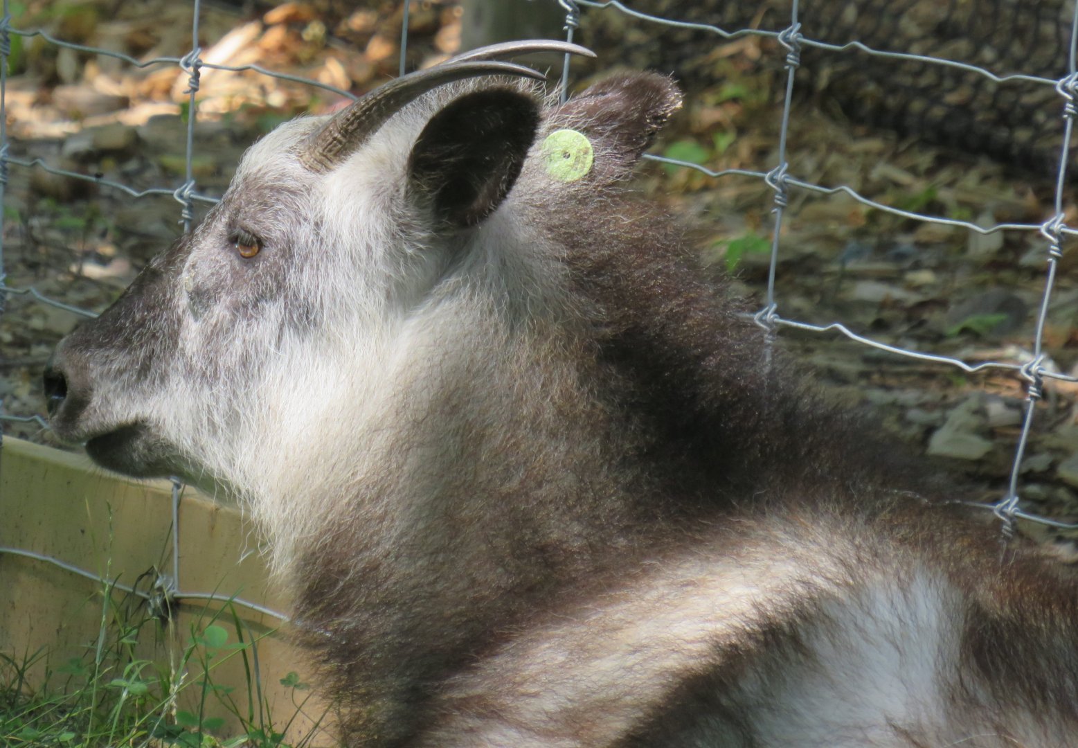 Japanese serow