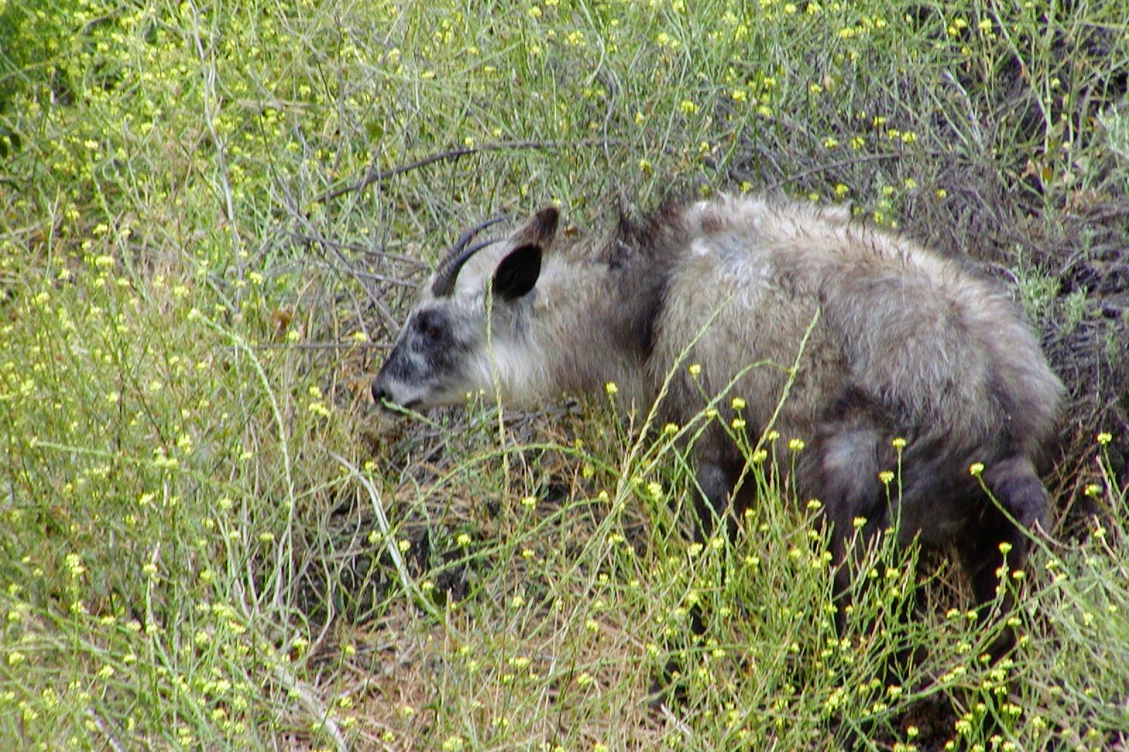 Japanese Serow