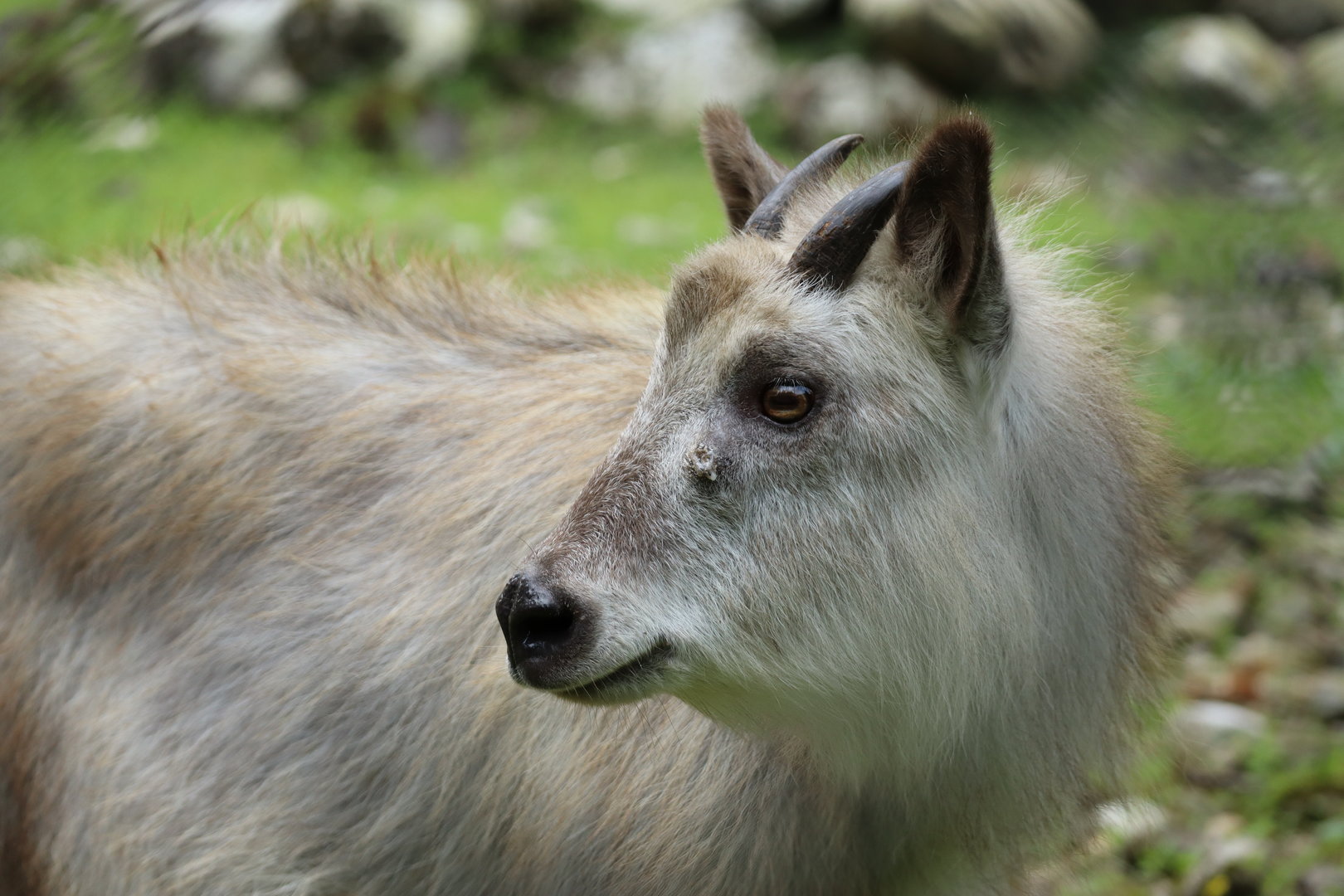 Japanese Serow