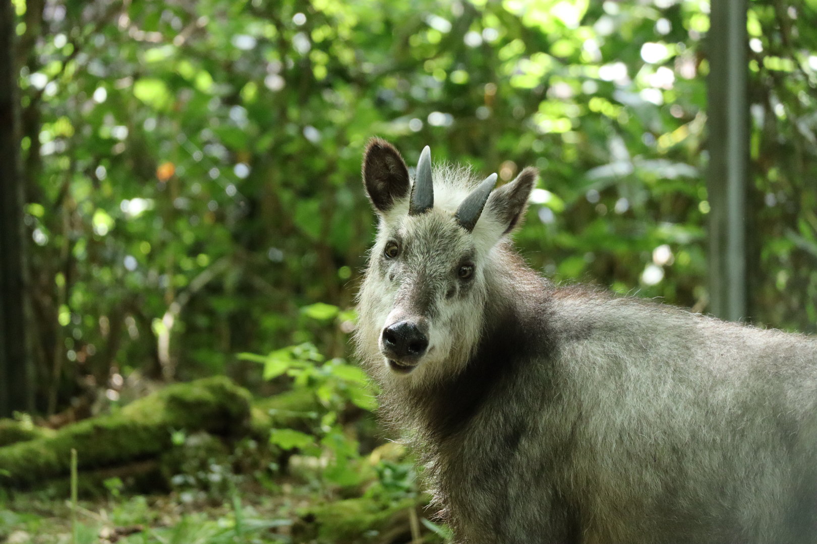 Japanese Serow