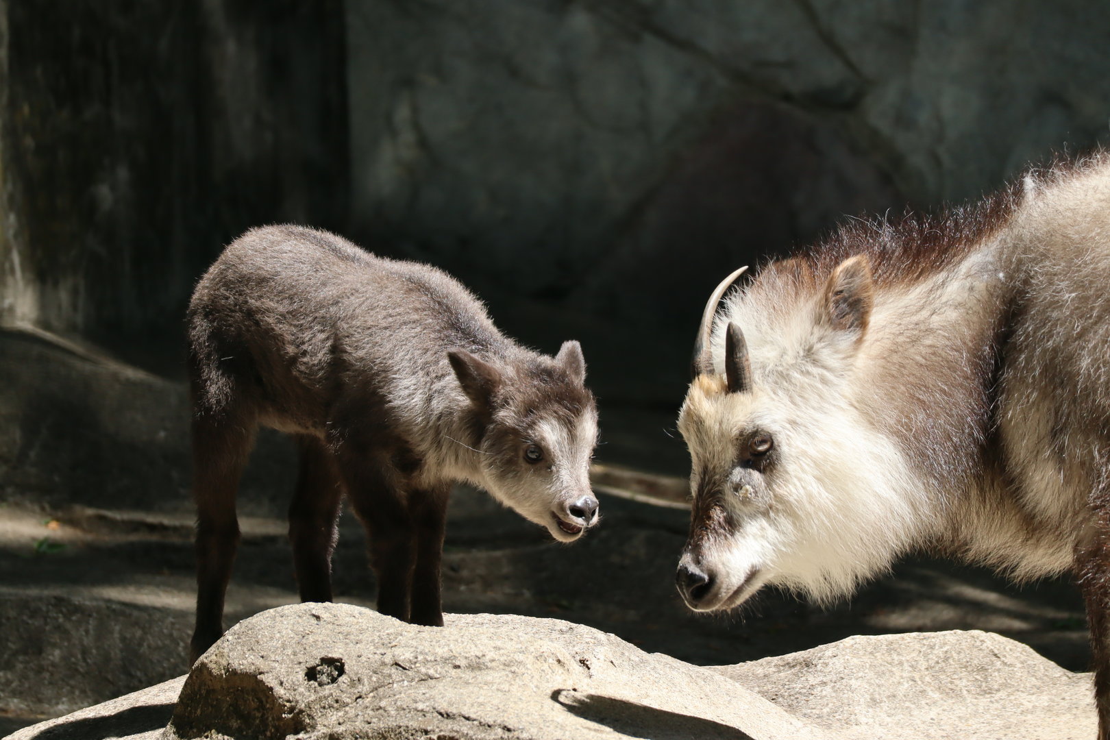 Japanese serow