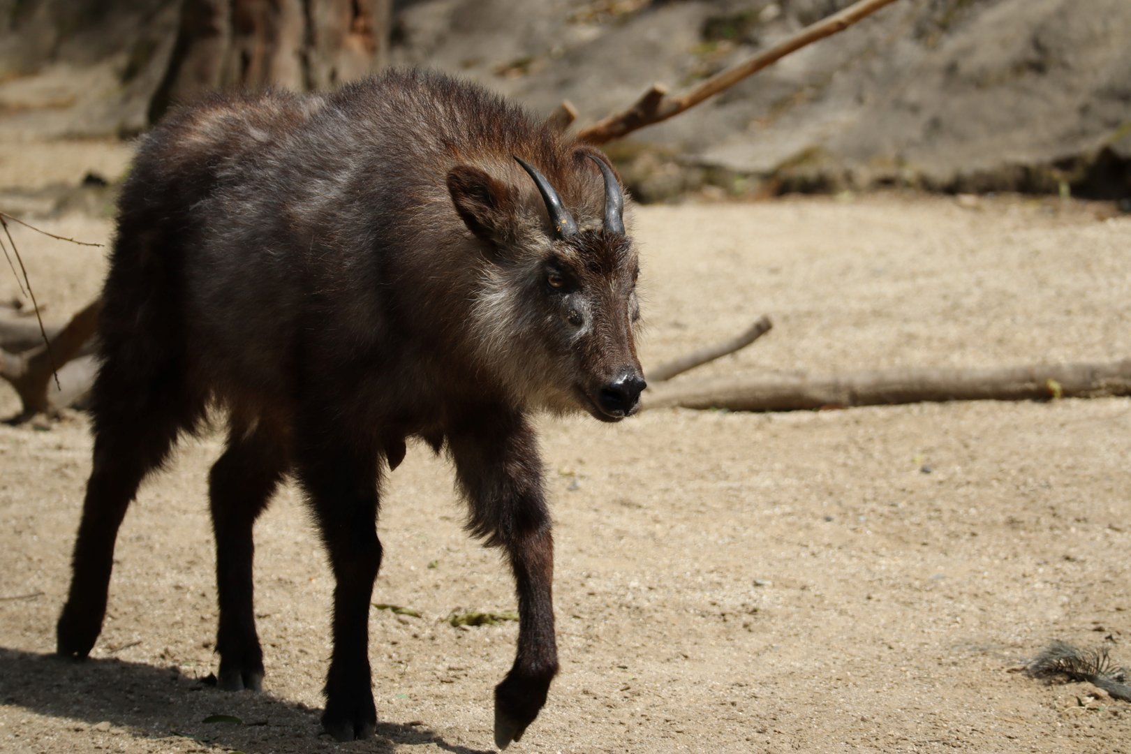 Japanese Serow