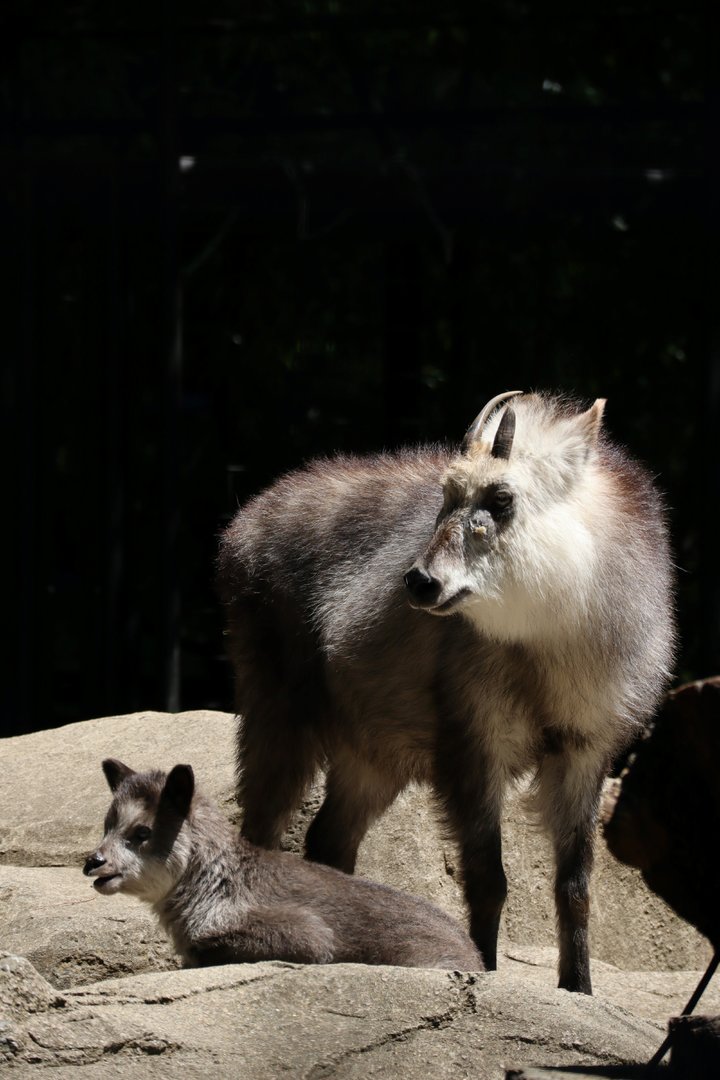 Japanese Serow