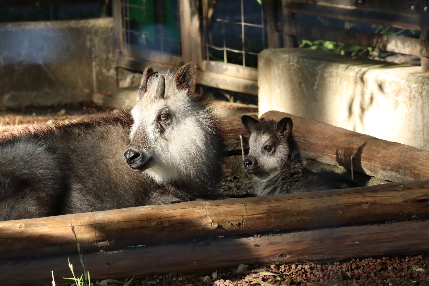 Japanese Serow