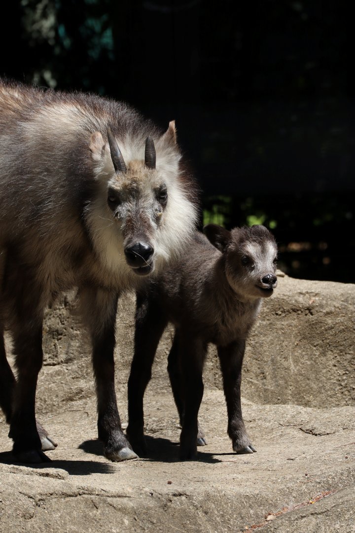 Japanese Serow