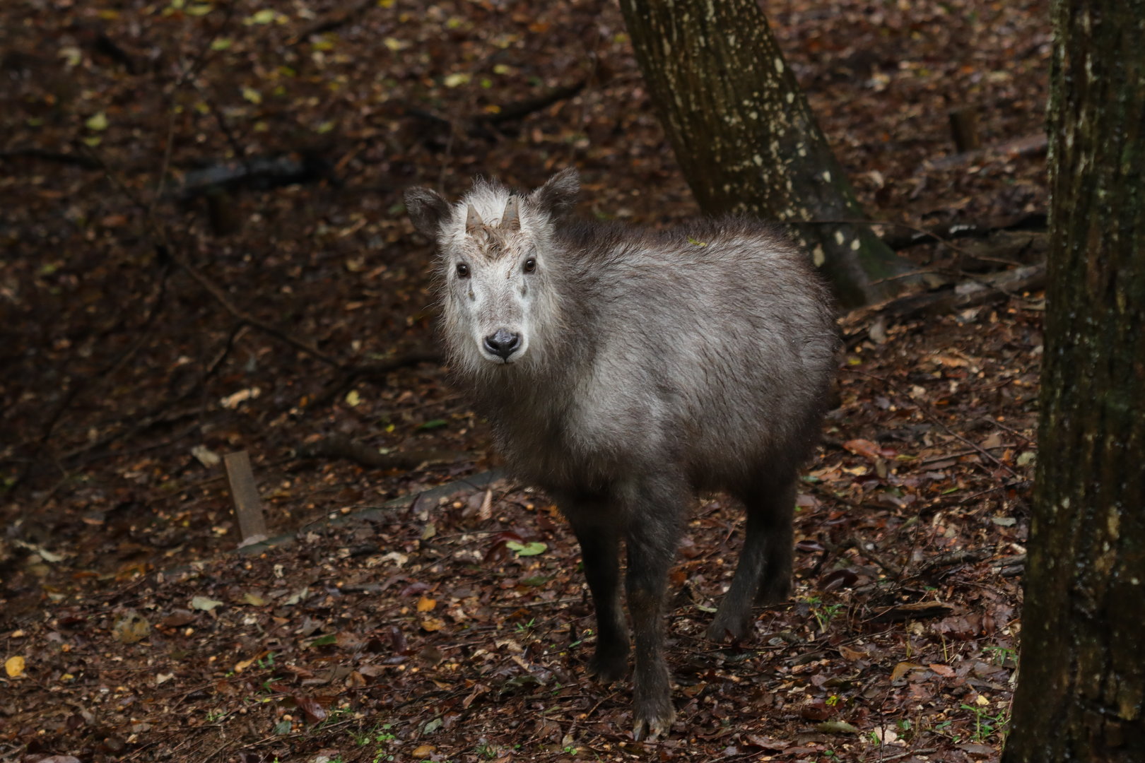 Japanese Serow