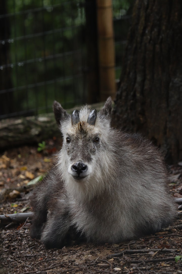 Japanese Serow