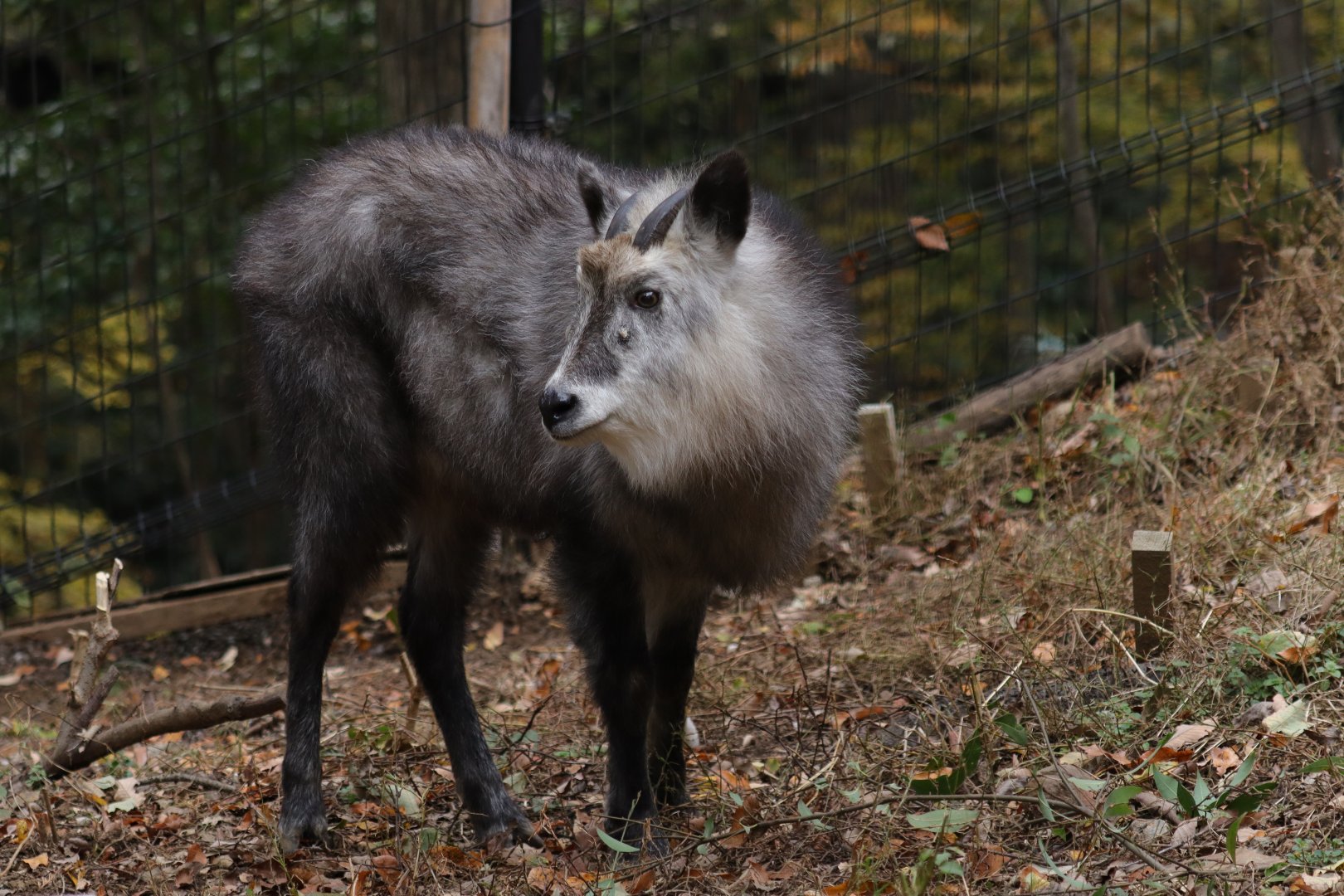 Japanese Serow