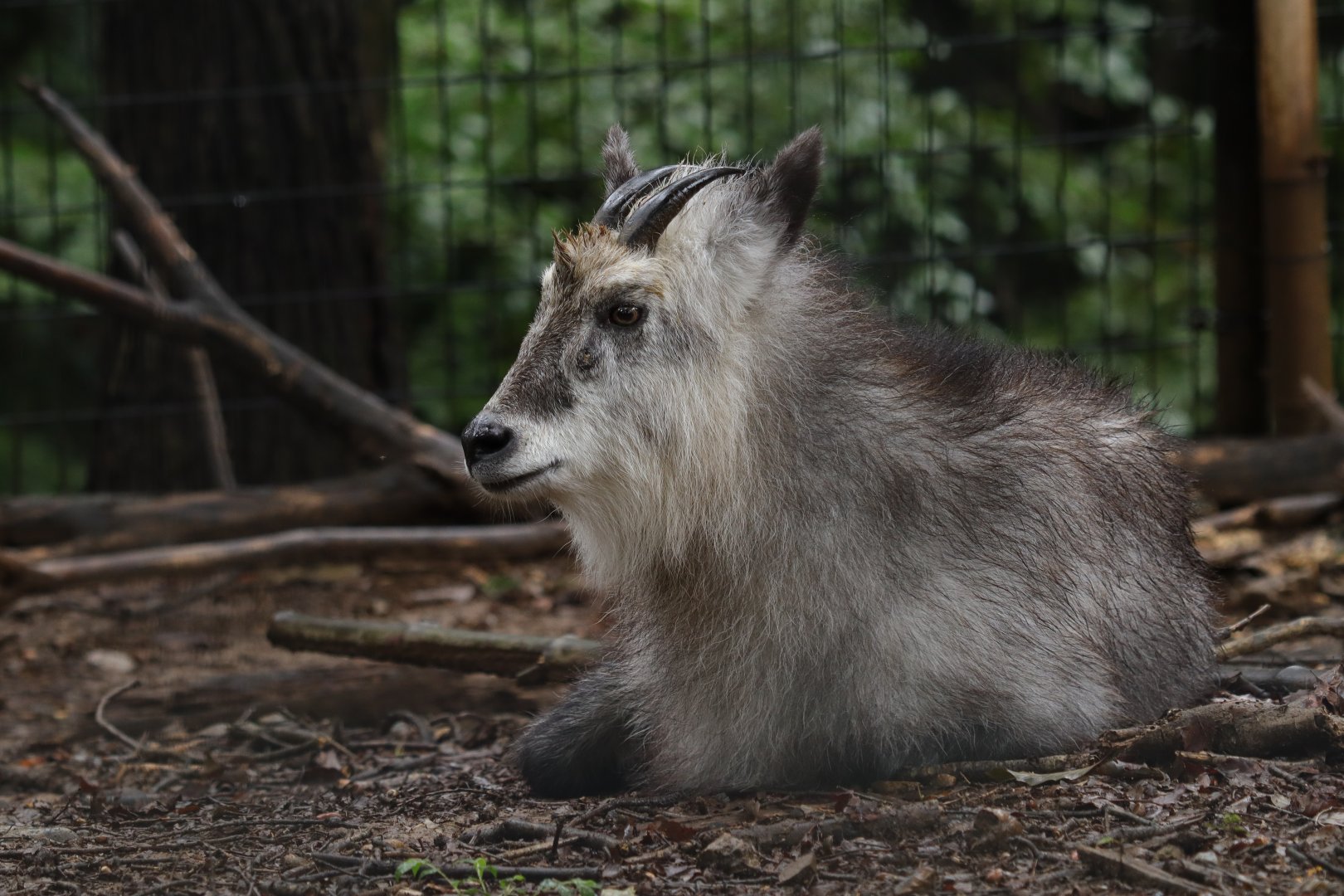 Japanese Serow