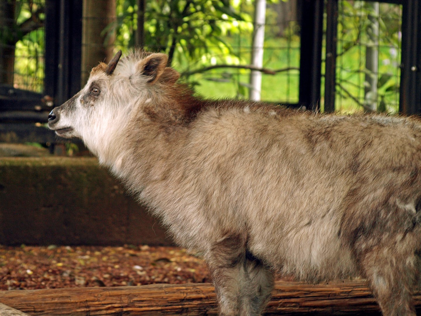 Japanese serow
