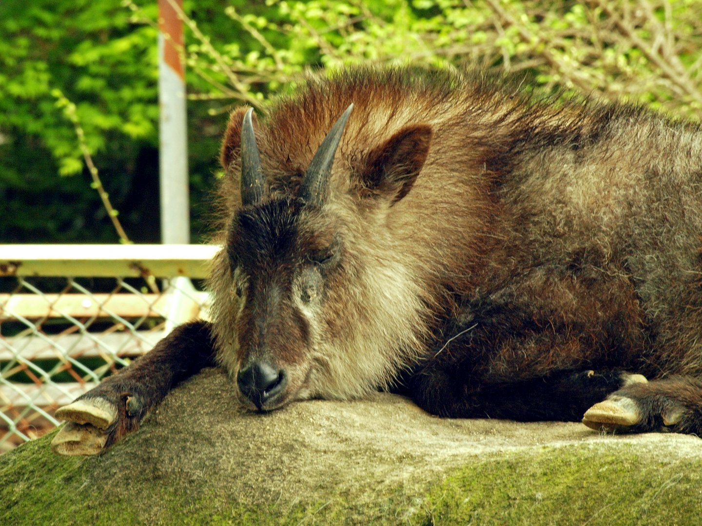 Japanese serow
