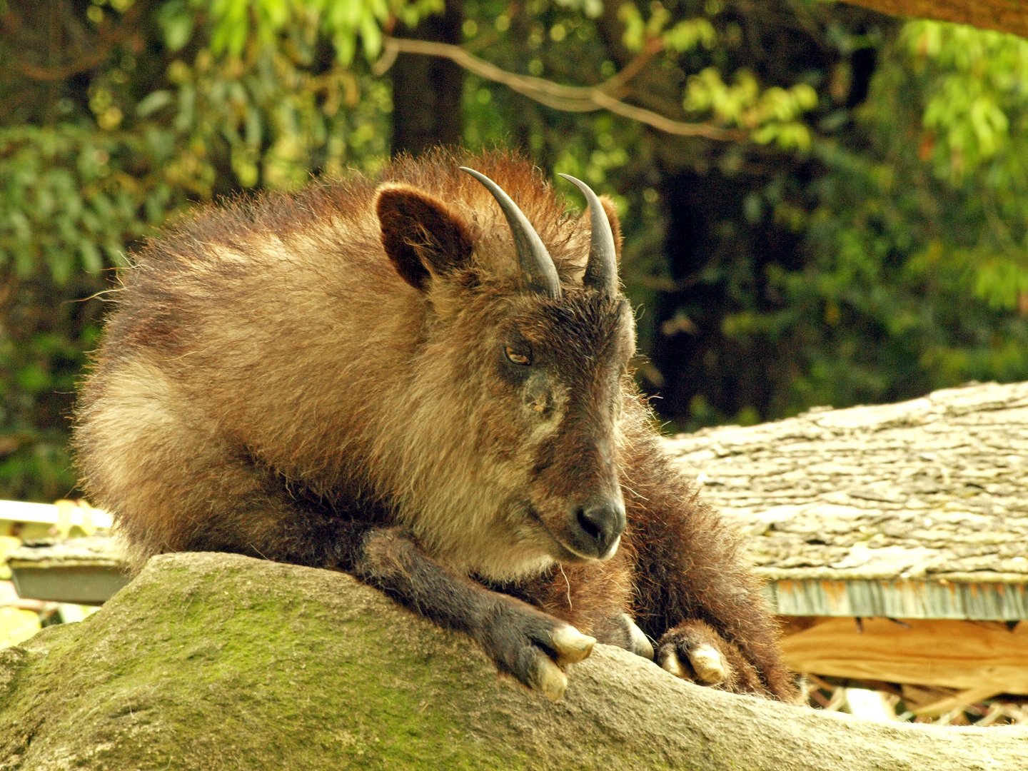 Japanese serow