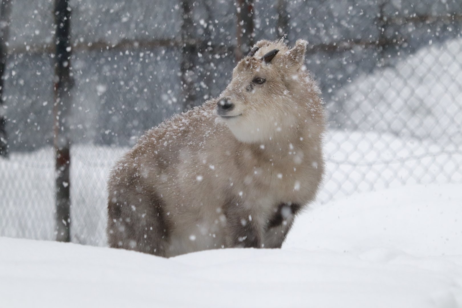 Japanese Serow