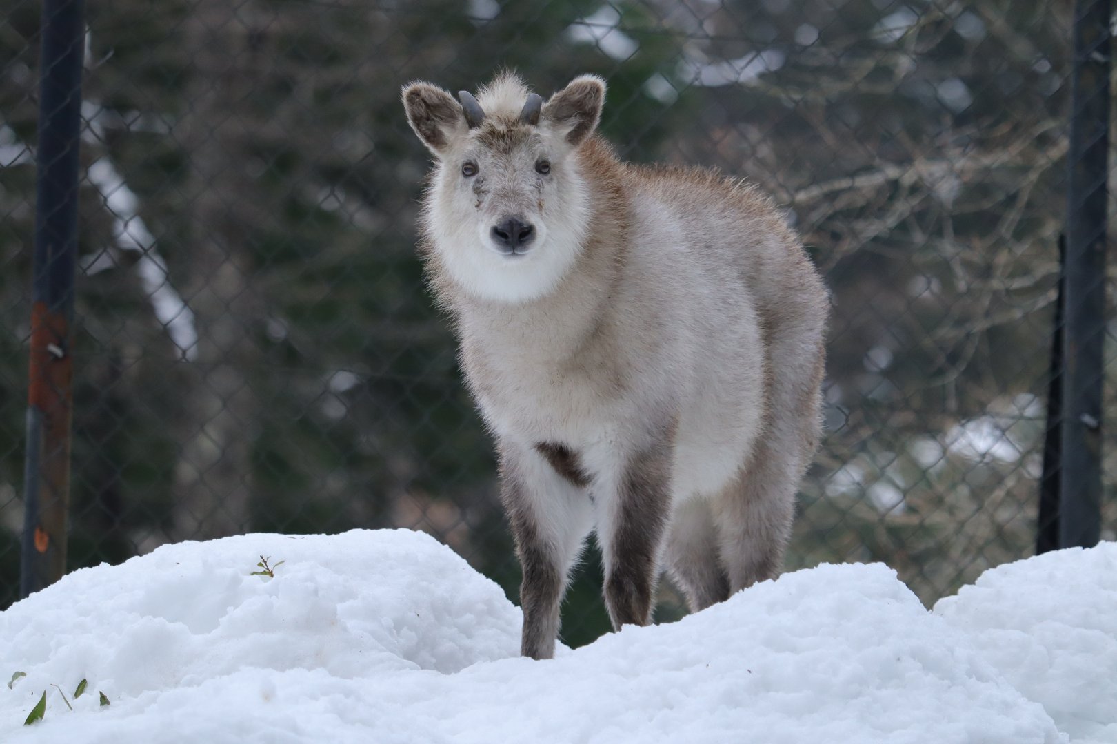 Japanese Serow
