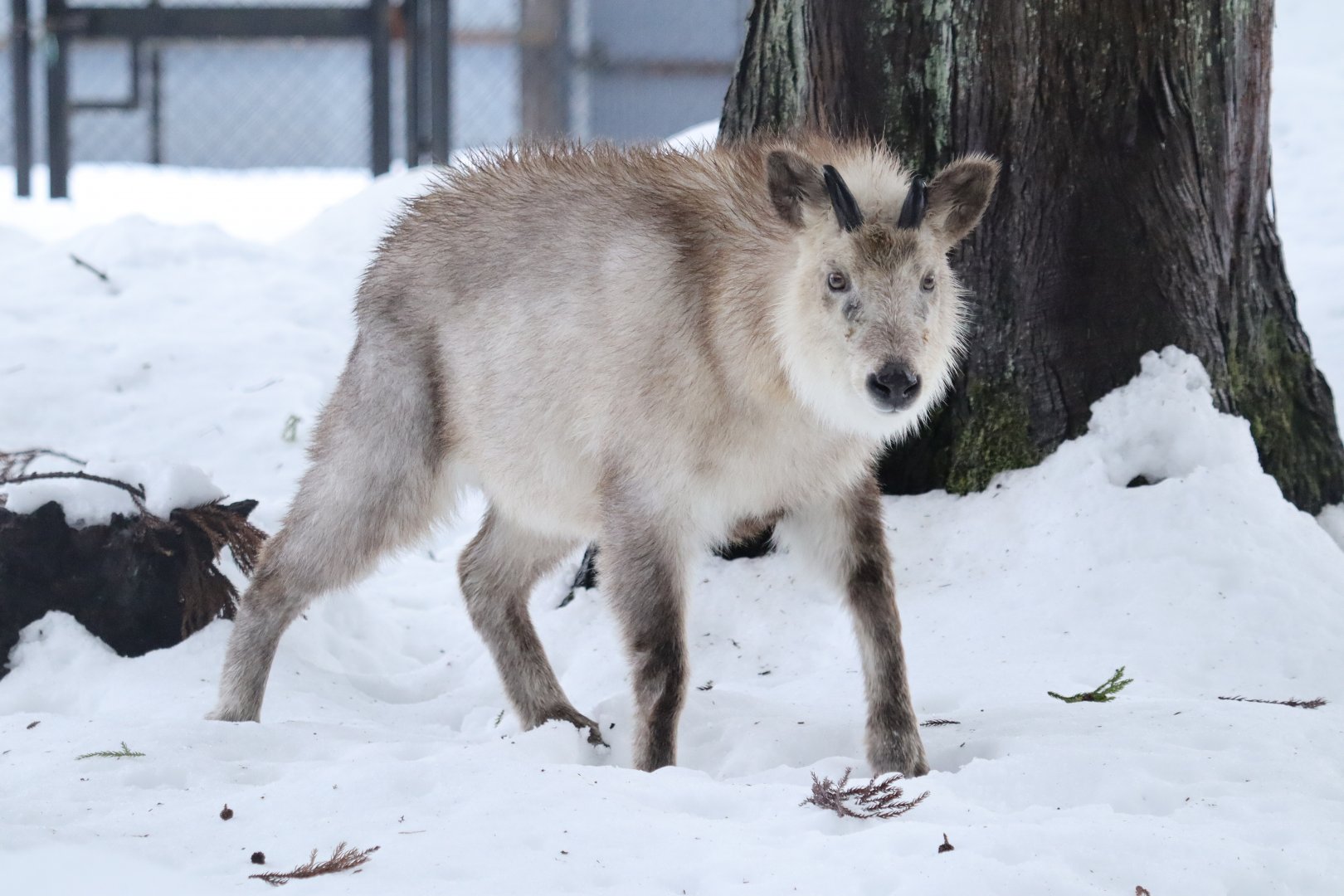 Japanese Serow