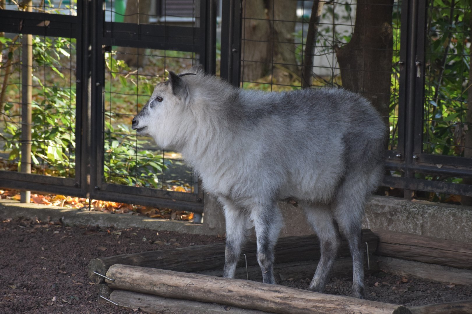Japanese serow