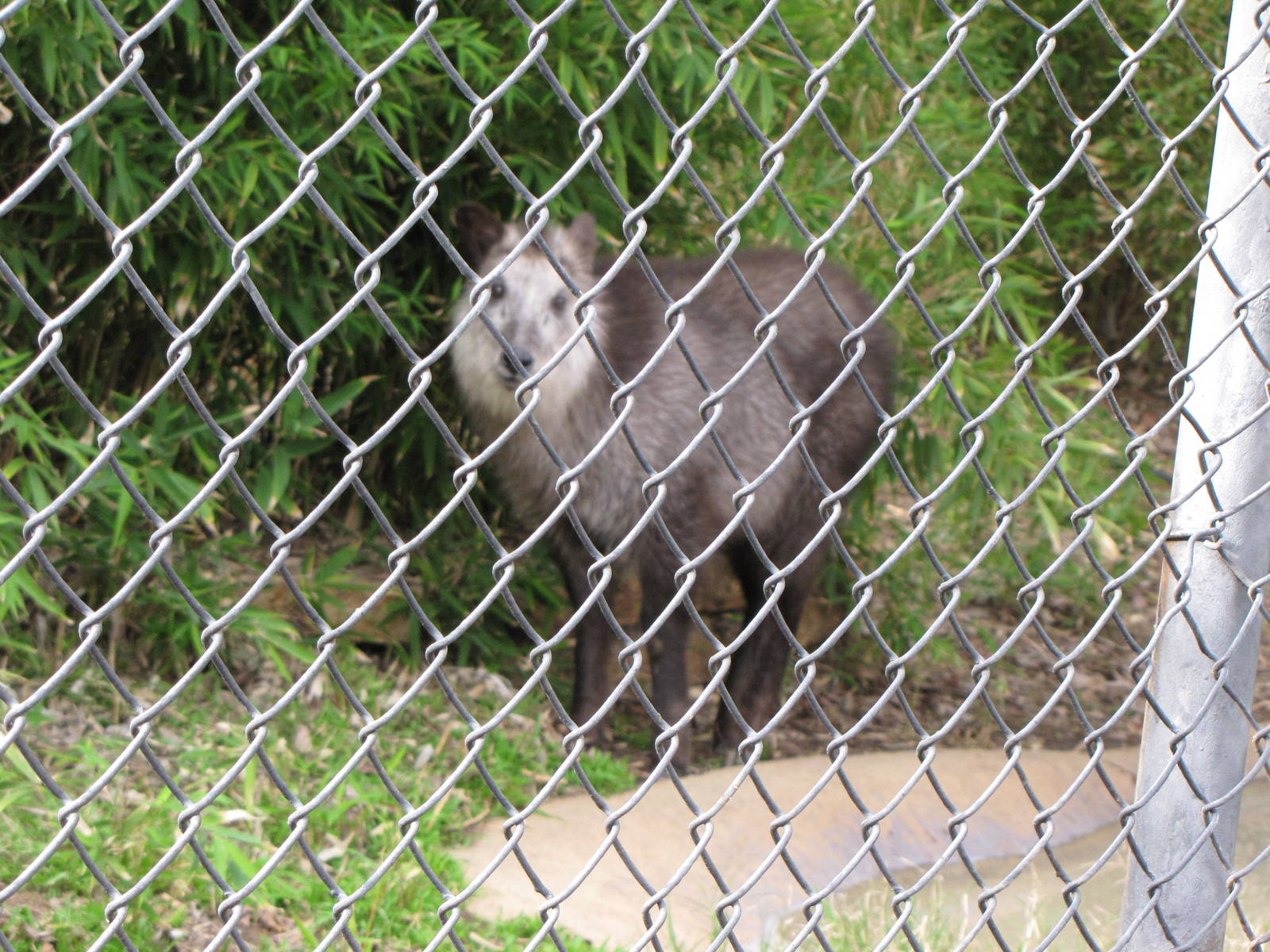 Japanese Serow