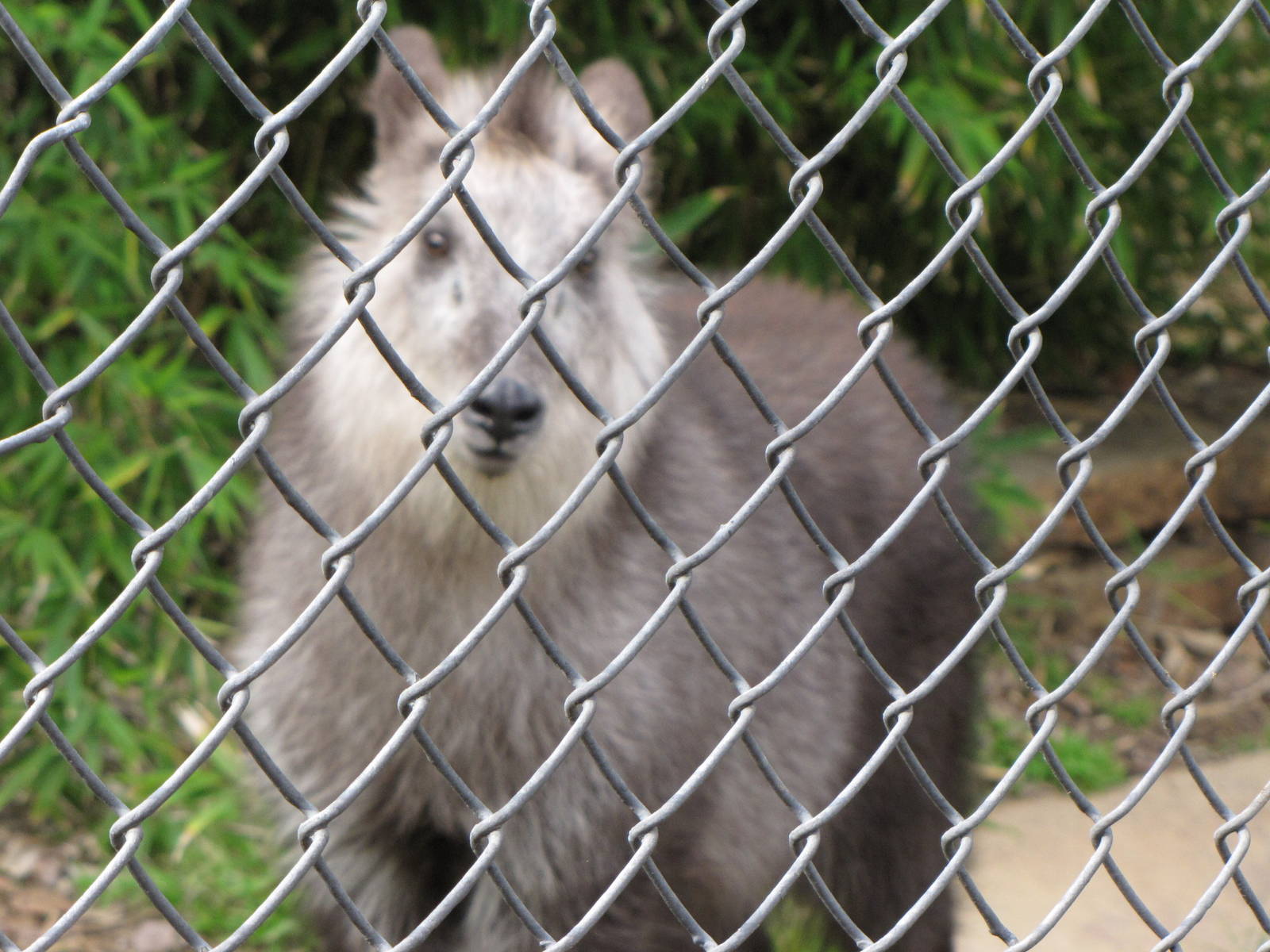 Japanese Serow