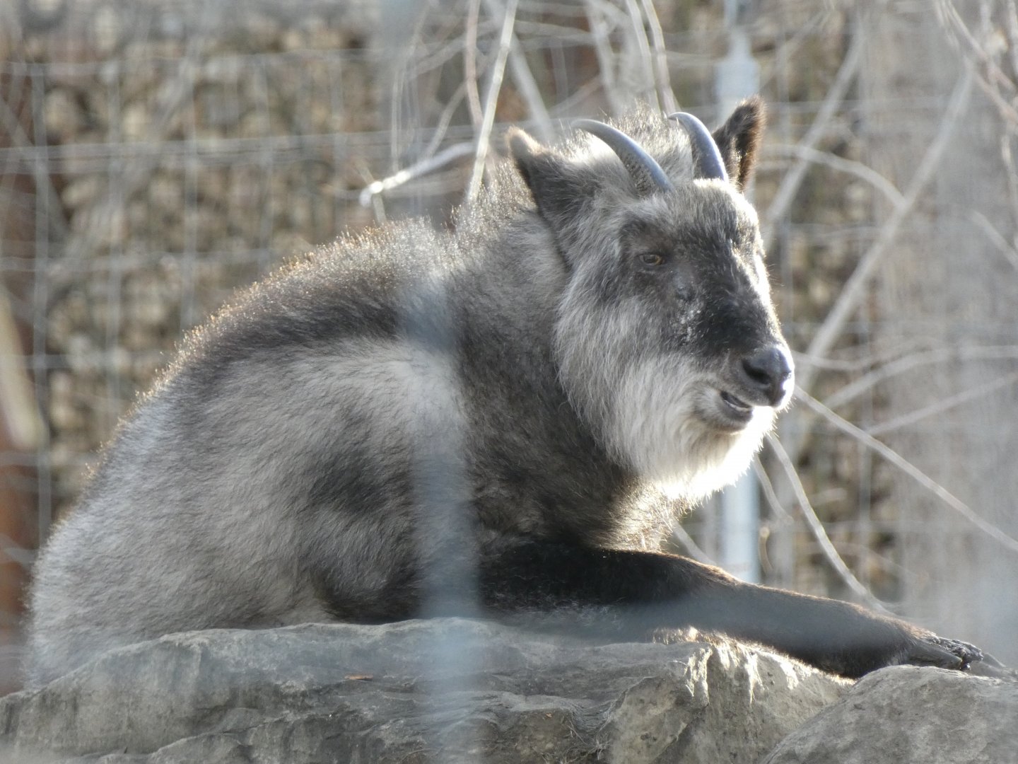 Japanese serow