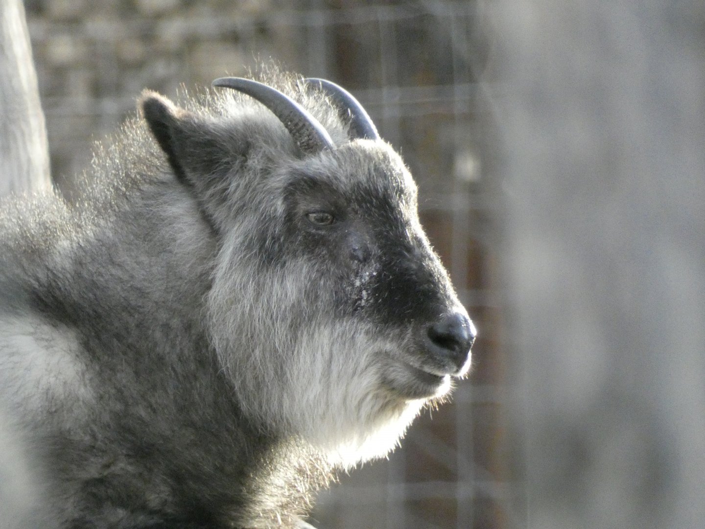 Japanese serow
