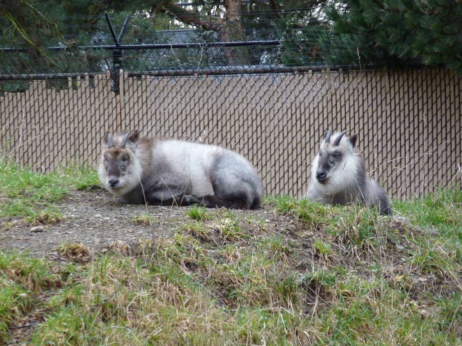 Japanese Serow