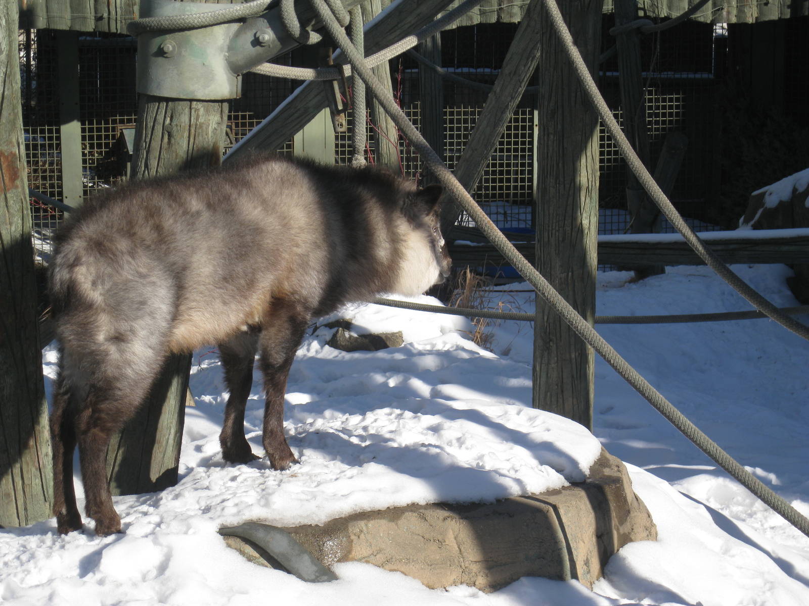 Japanese Serow