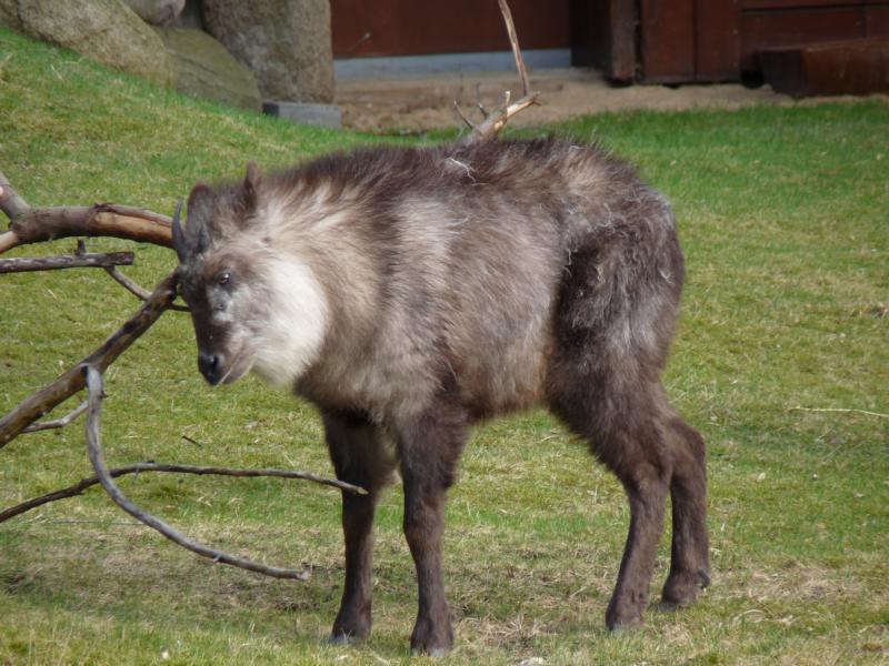 Japanese serow