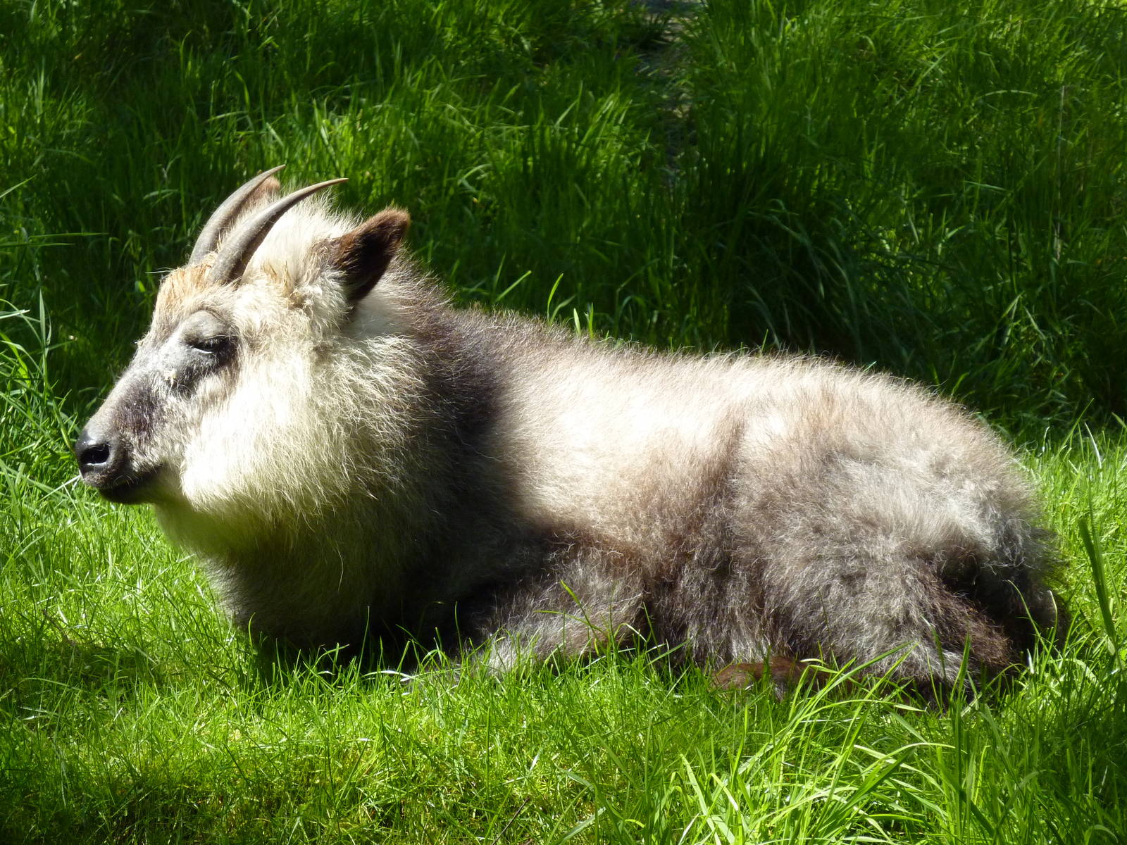 Japanese Serow