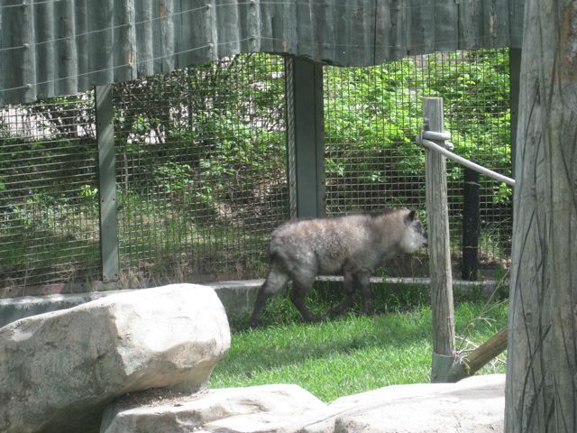 Japanese Serow