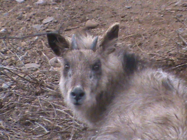 japanese serow2 04/10
