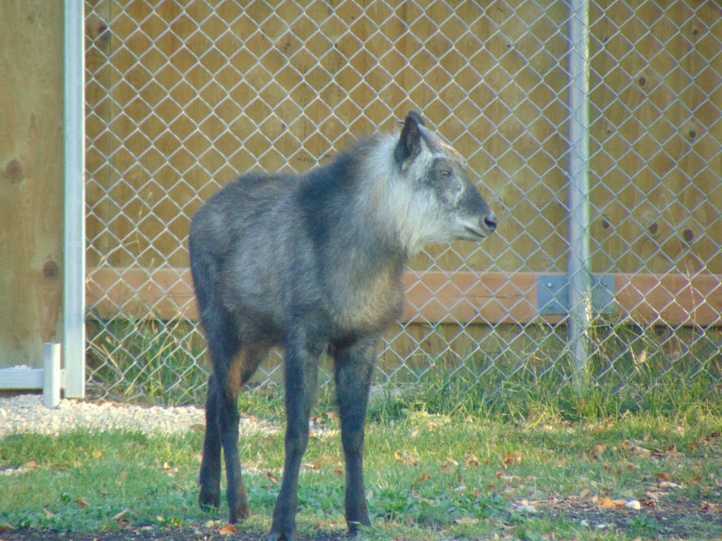 Japanese Serrow (Capricornis crispus)